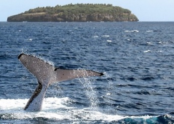Report Reveals Positive Outcomes of Tonga’s Special Management Areas on Marine Environment
