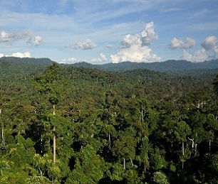 forest in Borneo, Malaysia. Credit - Rhett Butler, www.mongabay.com