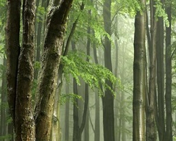 tropical forests