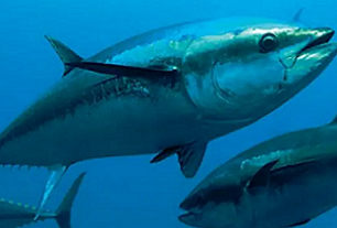 Tuna fisheries. credit - FFA