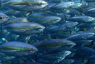 Bigeye tuna and yellowfin. Photo - Fabien Forget/ISSF