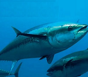 the Loop PNG, https://www.looppng.com/ tuna fishery. Credit - the Loop PNG, https://www.looppng.com/