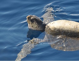 The green sea turtle's range extends throughout tropical and subtropical seas around the world. Photo: Constanza S. Mora, (CC BY 2.0)
