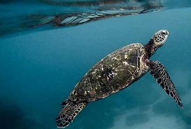 Asia-Pacific nations must ‘work together’ to save their ocean