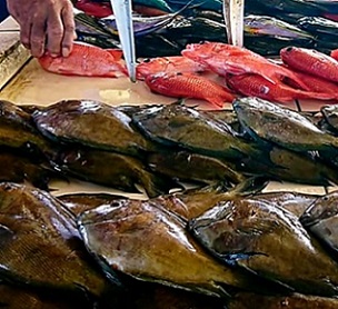 MAF is cracking down on fisheries violations. Credit: Samoa MAF MAF is cracking down on fisheries violations. Credit: Samoa MAF
