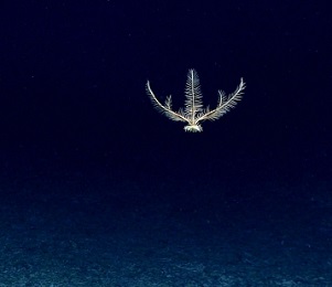 A deep-sea crinoid (Pentometrocrinus sp.) swimming in the water column. Image courtesy of NOAA Office of Ocean Exploration and Research. A deep-sea crinoid (Pentometrocrinus sp.) swimming in the water column. Image courtesy of NOAA Office of Ocean Exploration and Research.