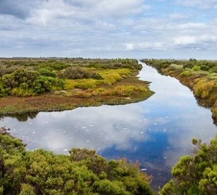wetlands