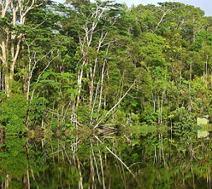 Credit - https://www.fbcnews.com.fj/ OVER-EXTRACTION OF THE ENVIRONMENT, POLLUTION OF THE ENVIRONMENT, AND ILLEGAL TRADING ARE ALL FACTORS THAT COULD LEAD TO THE EXTINCTION OF ENDANGERED SPECIES. CREDIT - https://www.fbcnews.com.fj/